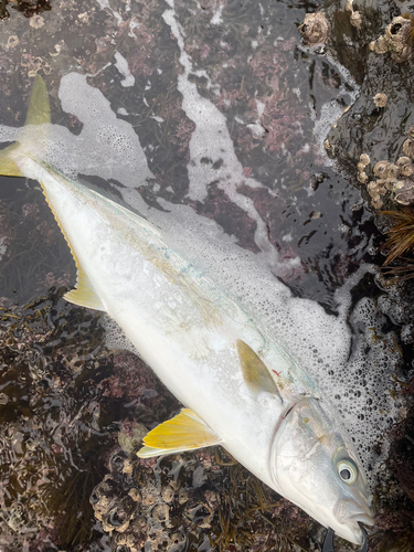 ヒラマサの釣果