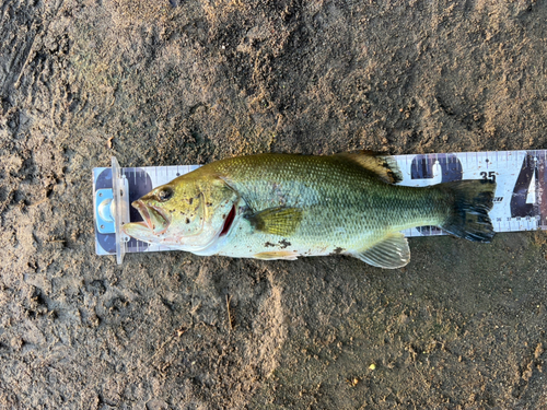 ラージマウスバスの釣果