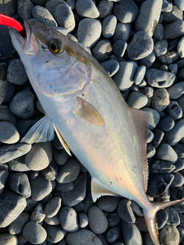 ショゴの釣果