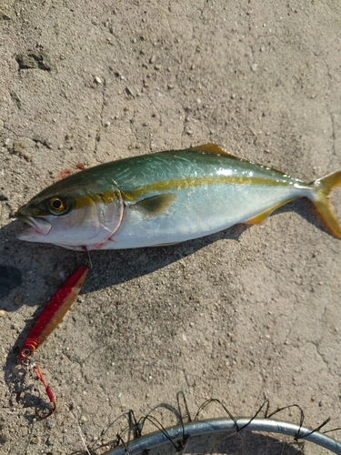 ツバスの釣果