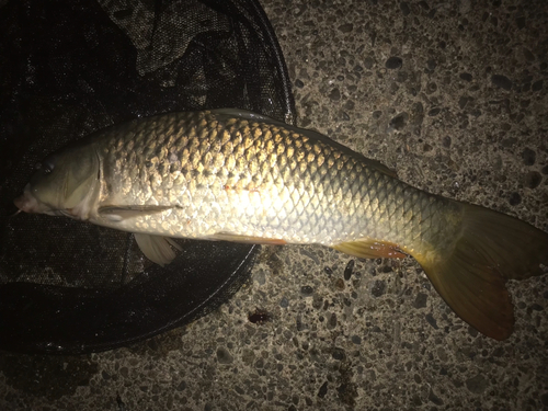 コイの釣果