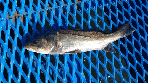 フッコ（マルスズキ）の釣果