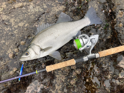 ヒラスズキの釣果