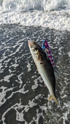 コノシロの釣果