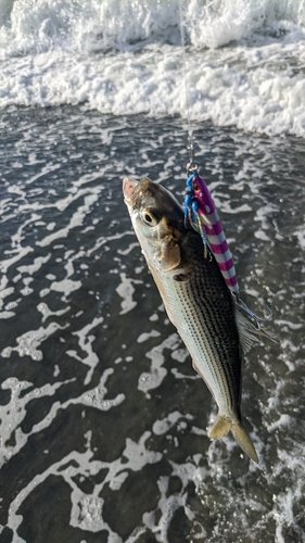 コノシロの釣果