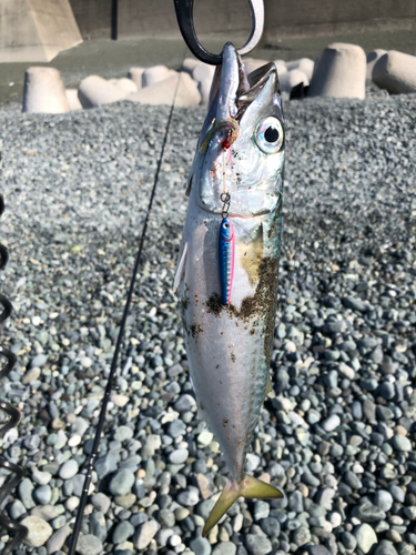 サバの釣果