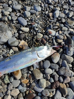 マルソウダの釣果