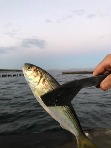 コノシロの釣果