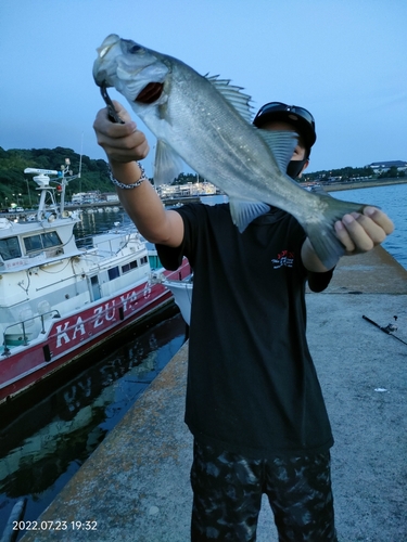 ヒラスズキの釣果