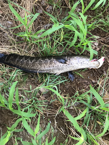 ライギョの釣果