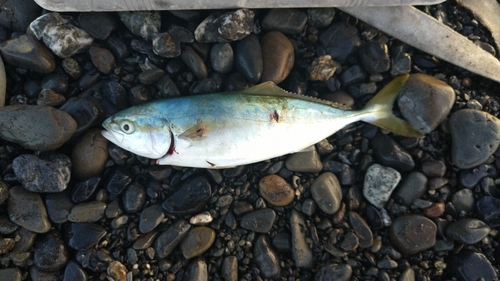 ワカシの釣果