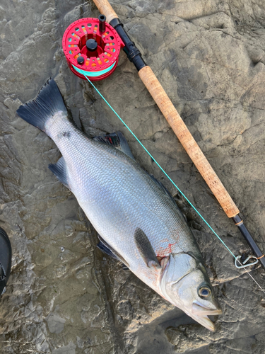 ヒラスズキの釣果