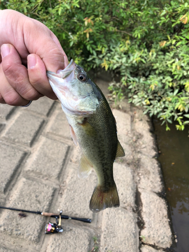 ラージマウスバスの釣果