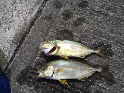 ショゴの釣果