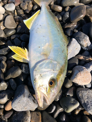 ショゴの釣果