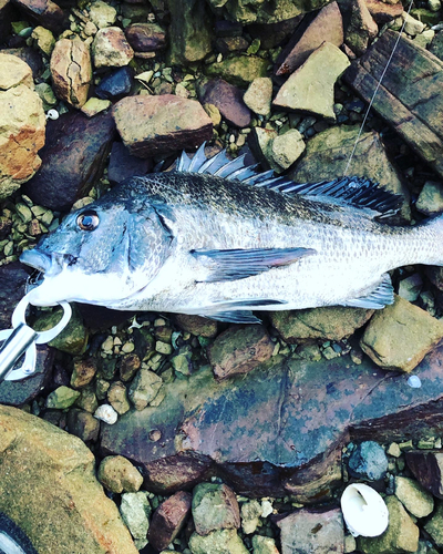 チヌの釣果