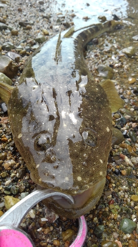 マゴチの釣果