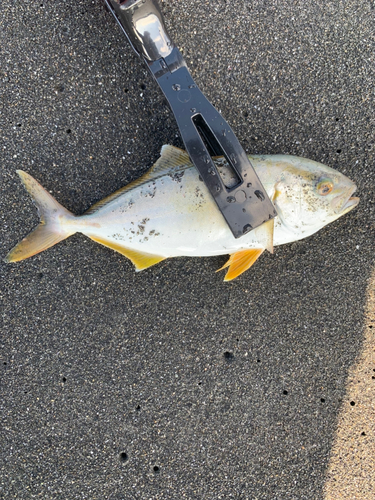 ショゴの釣果