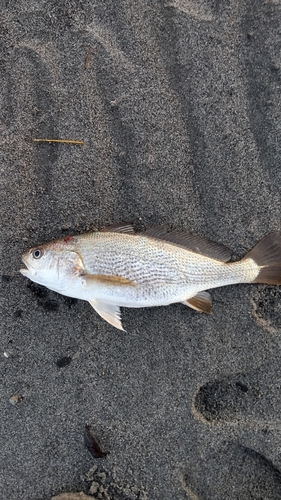 イシモチの釣果