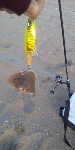 シタビラメの釣果