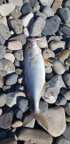 シオの釣果