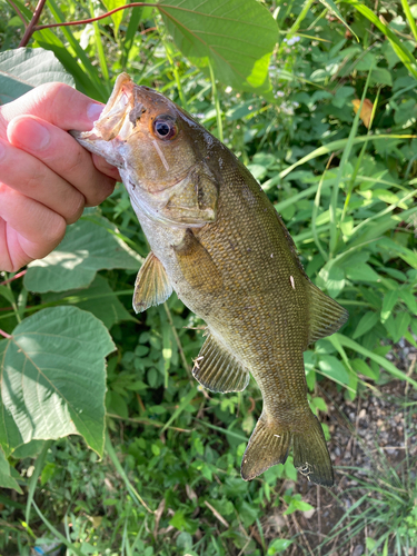 スモールマウスバスの釣果