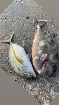 テングハギモドキの釣果