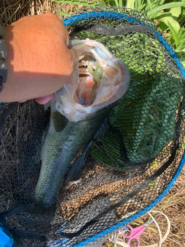 ラージマウスバスの釣果