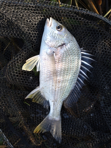 キビレの釣果