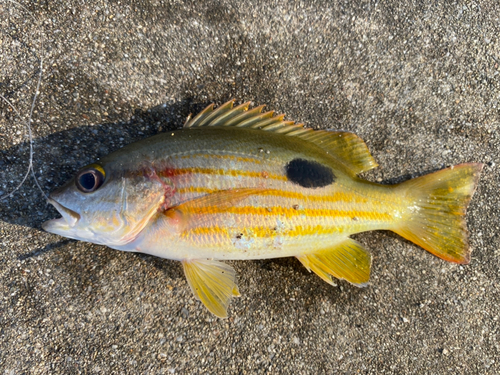 ニセクロホシフエダイの釣果