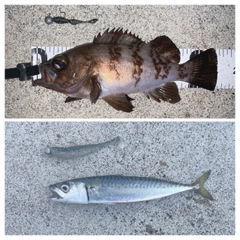 サバの釣果