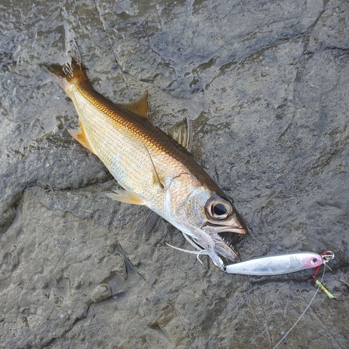 ムツの釣果