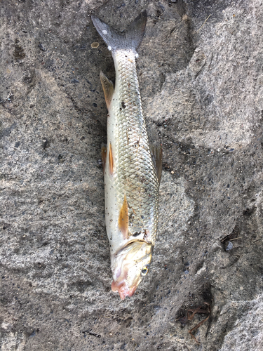 ニゴイの釣果