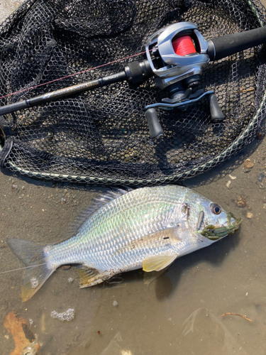 キビレの釣果