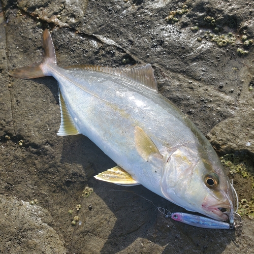 ショゴの釣果