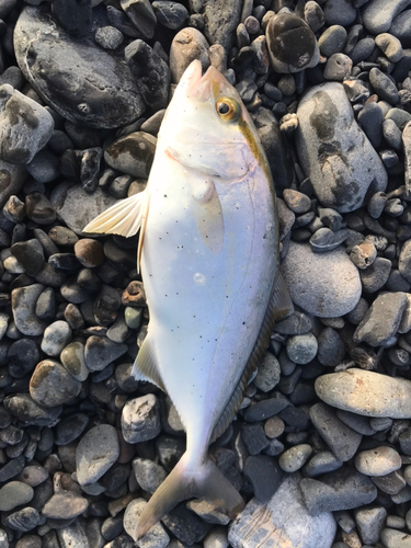 ショゴの釣果