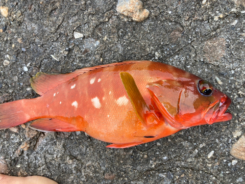 アカハタの釣果