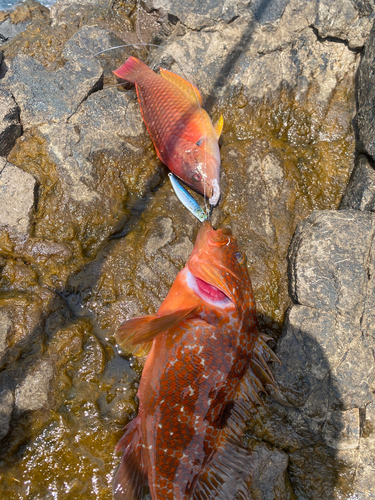 キジハタの釣果