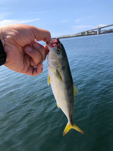 ワカシの釣果