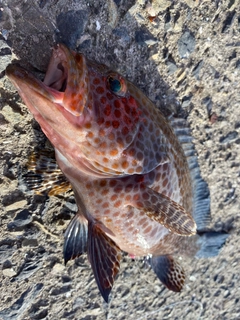 オオモンハタの釣果