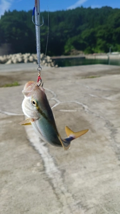 カンパチの釣果