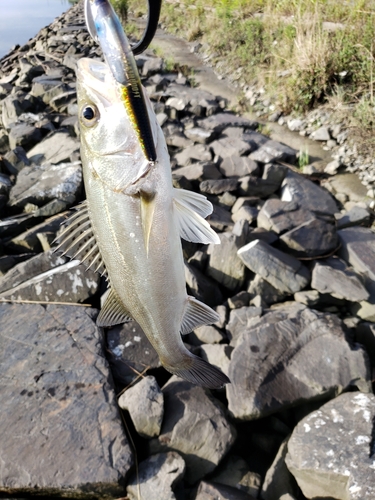 スズキの釣果