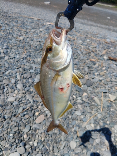 シオの釣果