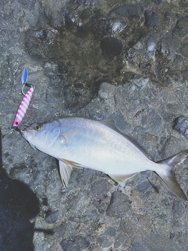 ショゴの釣果