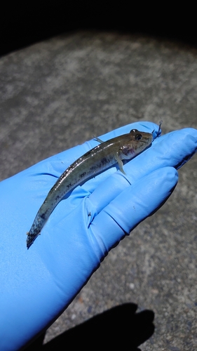 ハゼの釣果