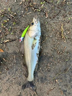 セイゴ（マルスズキ）の釣果