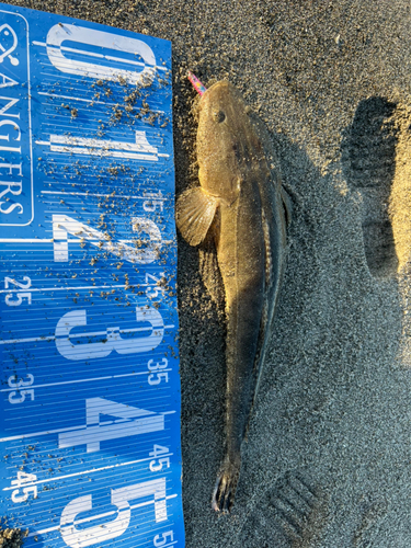 マゴチの釣果