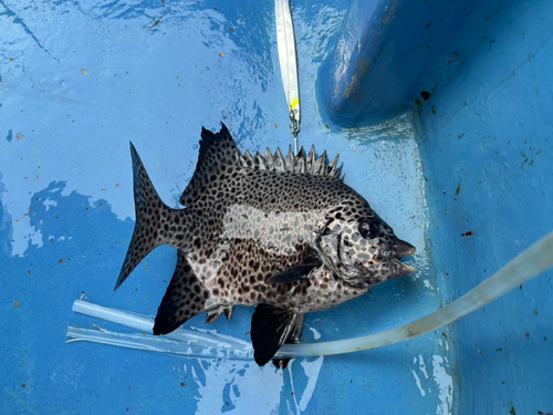 イシガキダイの釣果