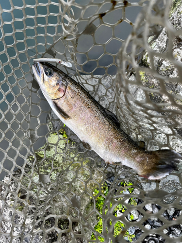 ニジマスの釣果