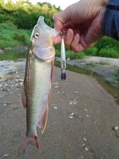 ハスの釣果